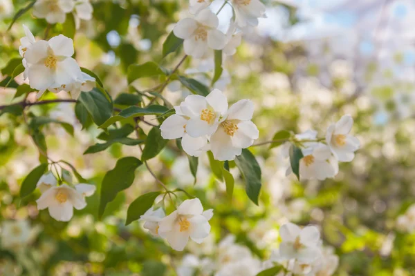 A branch of flowering jasmine — Stock Photo, Image