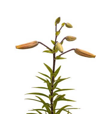 Turuncu lilyum Şubesi