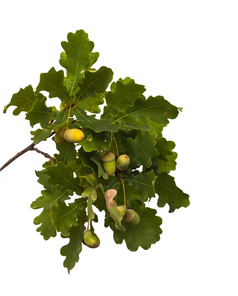 Ramo di quercia con ghiande — Foto Stock