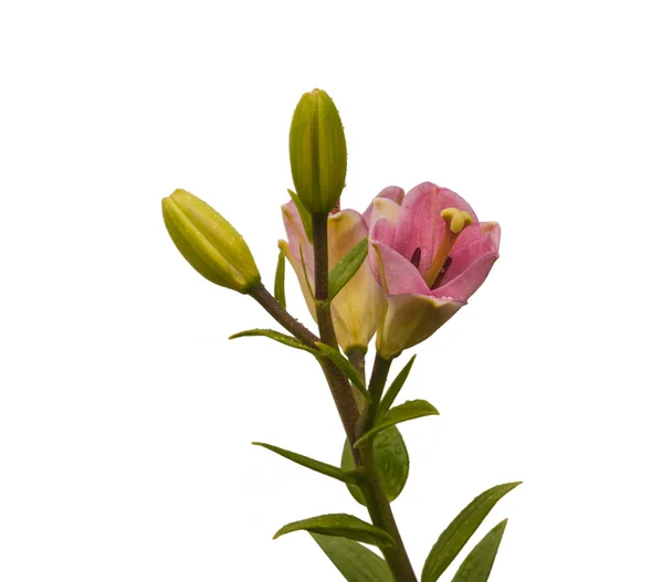Lilies oriental hybrids — Stock Photo, Image