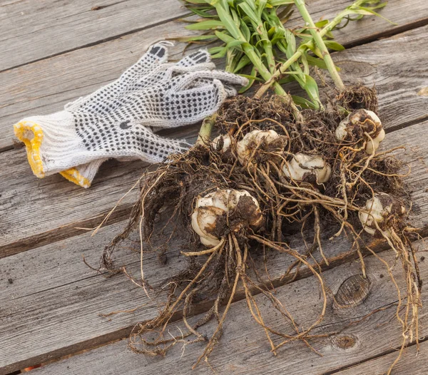 Lilium Dauricum und Handschuhe — Stockfoto