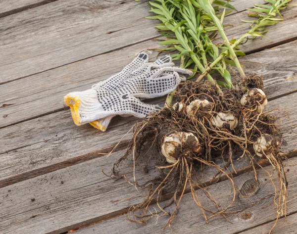 Lilium dauricum and gloves — Stock Photo, Image