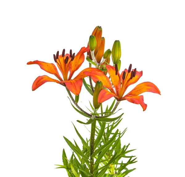 オレンジ色のユリを開花 — ストック写真