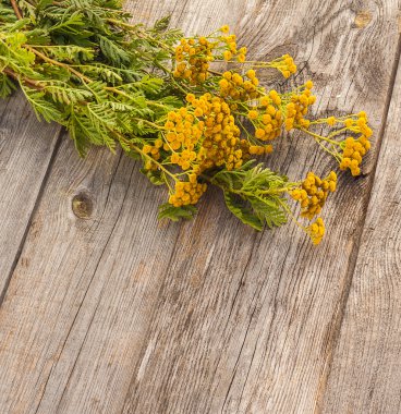 Ahşap arka plan üzerinde solucan otu.