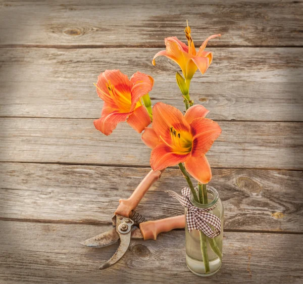 Salmon-colored Daylilies and garden tool — Stock Photo, Image
