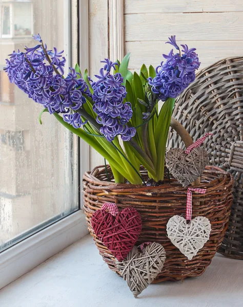 Jacintos em uma cesta decorada com corações — Fotografia de Stock