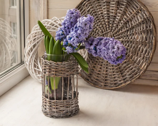 Hyacinths bloom in glass — Stock Photo, Image