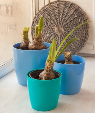 Üç mavi tencere Hippeastrum ile