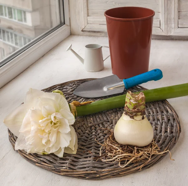 Квітка і лампочка білий подвійний гіппеаструм — стокове фото