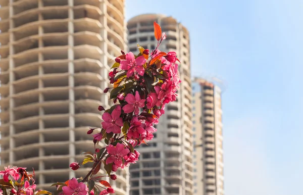Sakura ve binaların yapım aşamasında — Stok fotoğraf