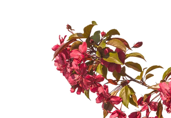 Florecimiento de la rama de sakura —  Fotos de Stock