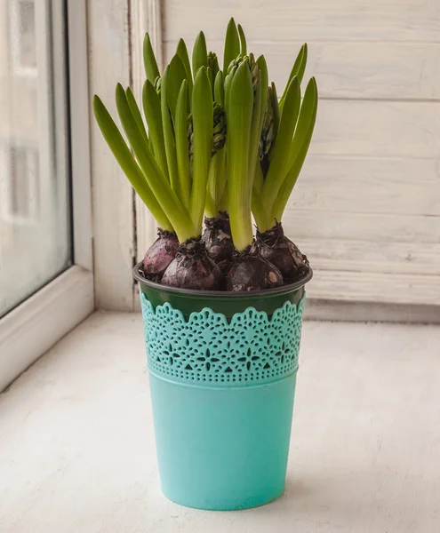 Hyacinten in turquoise pot — Stockfoto