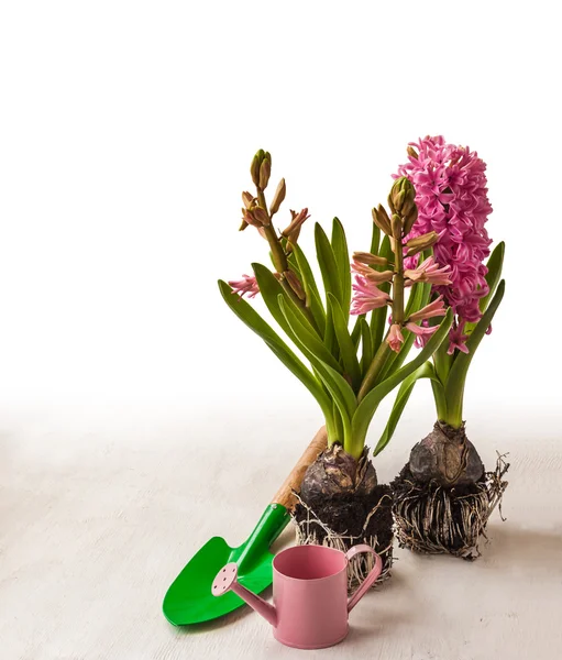 Pink hyacinth with roots for planting — Stock Photo, Image