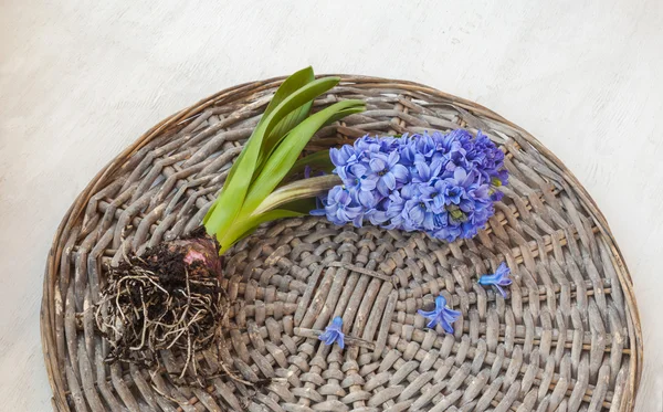 Jacinto de flor com bulbo — Fotografia de Stock