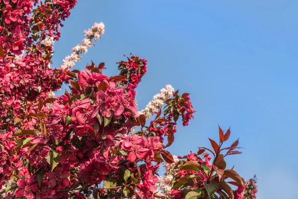 Bloei van sakura — Stockfoto