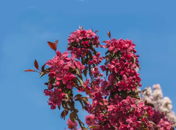 桜の開花 — ストック写真