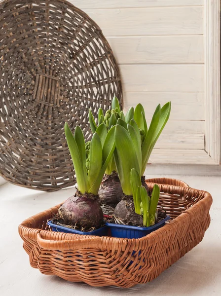 Seedlings of hyacinths in a pots — Stock Photo, Image