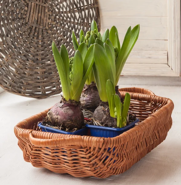 Seedlings of hyacinths in a pots — Stock Photo, Image