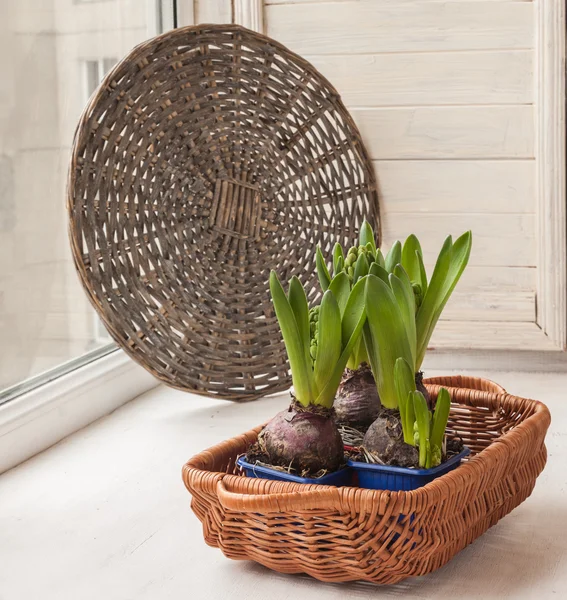 Seedlings of hyacinths in a pots — Stock Photo, Image