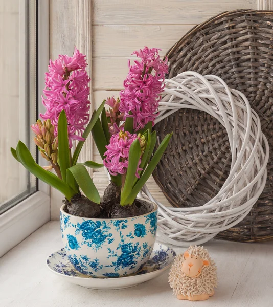 냄비에 핑크 hyacinths — 스톡 사진