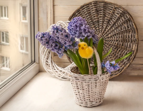Fresh Hyacinths in a white basket — Stock Photo, Image