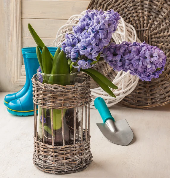 Fresh Hyacinths in a basket — Stock Photo, Image