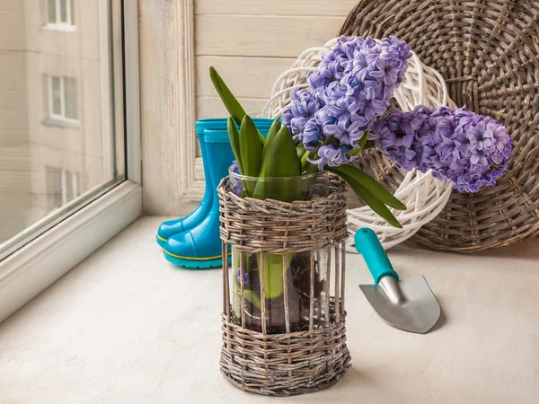Färska hyacinter i en korg — Stockfoto