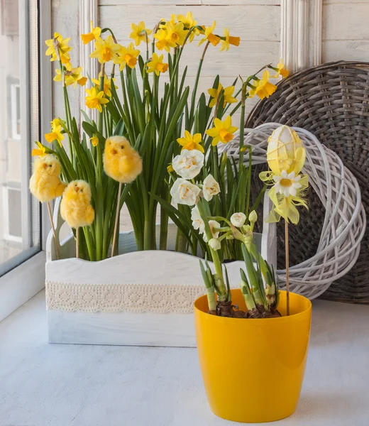 White and yellow daffodils — Stock Photo, Image