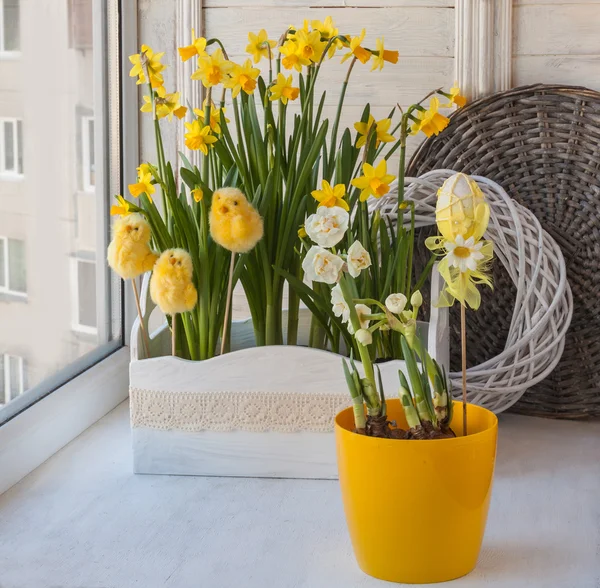 White and yellow daffodils — Stock Photo, Image