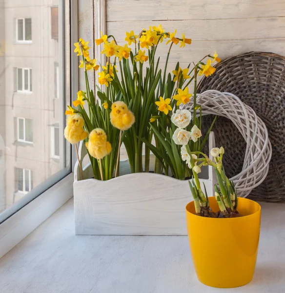 White and yellow daffodils — Stock Photo, Image