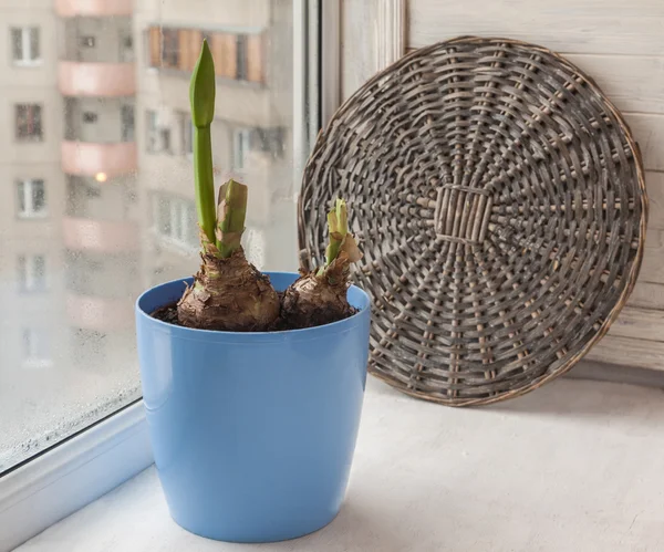 Bud Hippeastrum in een pot — Stockfoto