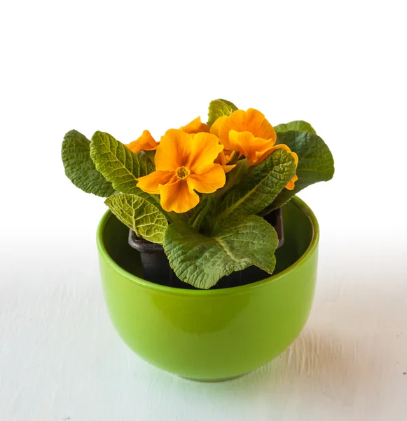 Primrose amarillo arbusto —  Fotos de Stock