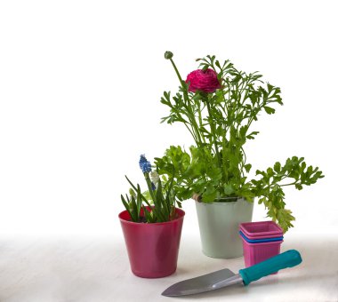Düğünçiçeği ve muscari tencere