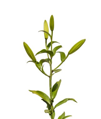 Zambak oryantal melez Şubesi