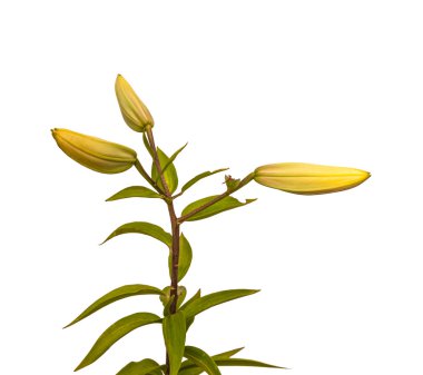 Tomurcukları zambaklarla Şubesi