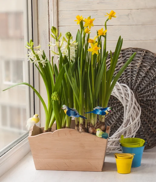 Daffodils in green pot — Stock Photo, Image