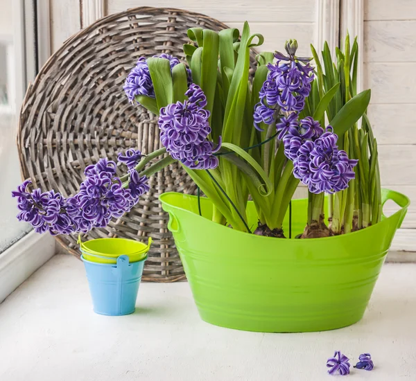 Hyacinths and daffodils — Stock Photo, Image