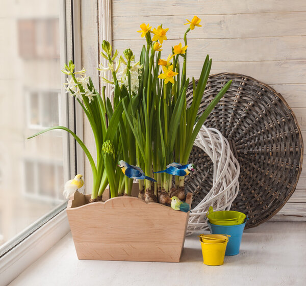 Daffodils in green pot
