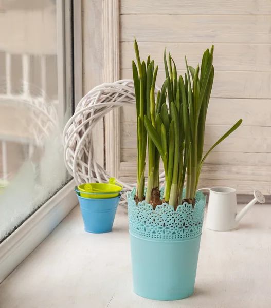 Daffodils in green pot — Stock Photo, Image