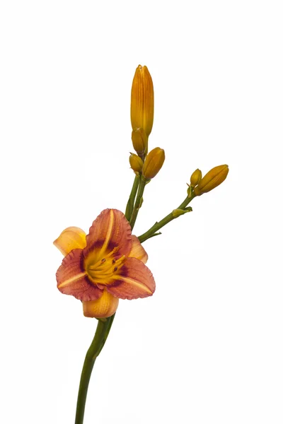 Bicolor miniatura daylily — Foto de Stock