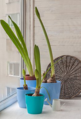 Dört tencere Hippeastrum penceresinde ile