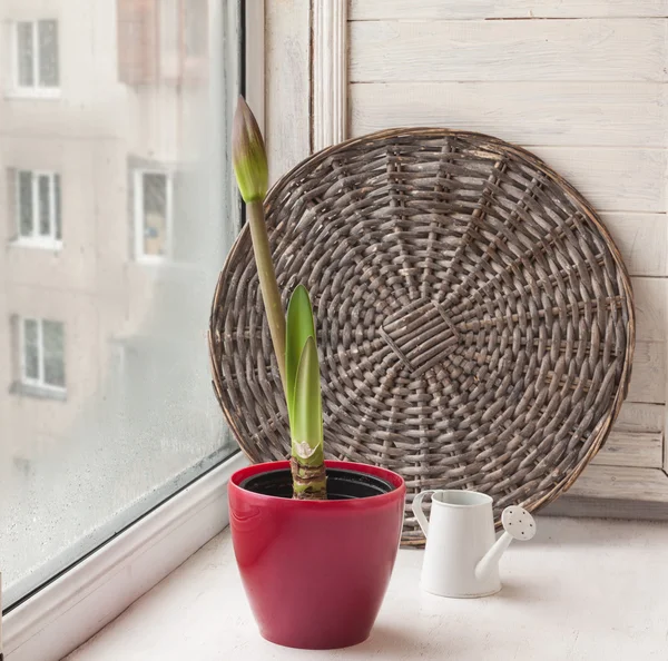 Bud Hippeastrum in een rode pot — Stockfoto