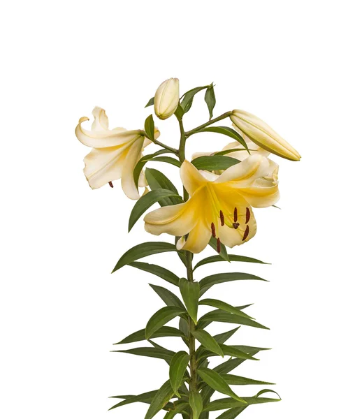 Orientální hybridy lilií s poupaty — Stock fotografie