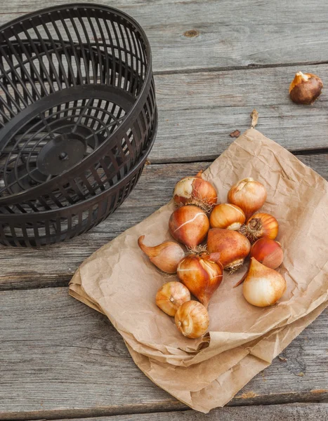 Tas mand voor het planten van bloembollen — Stockfoto