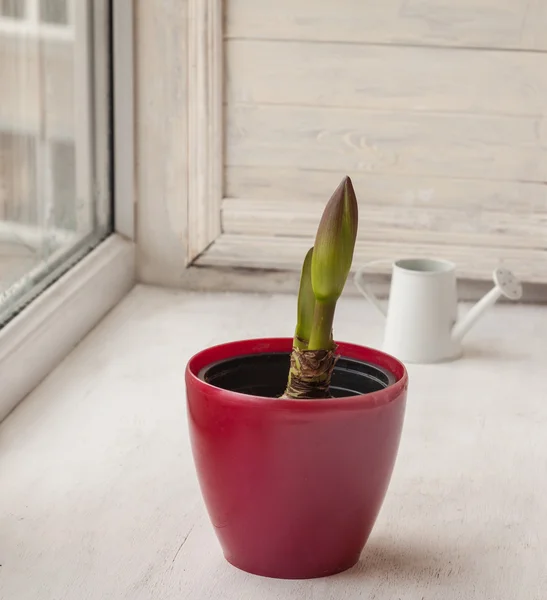 Bud Hippeastrum in pot — Stockfoto