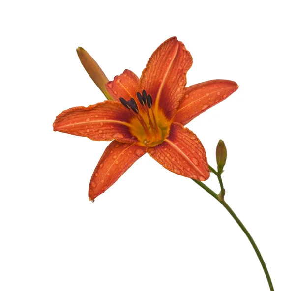 Flor de laranja Daylily — Fotografia de Stock