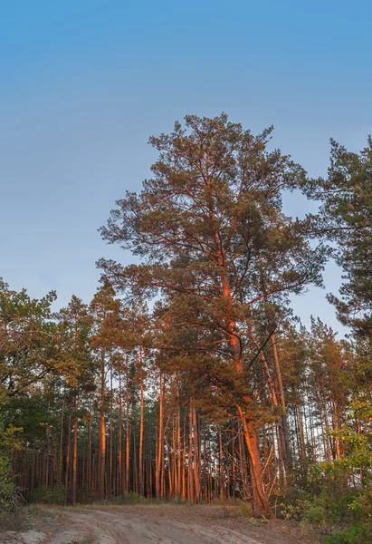 Foresta di pini al tramonto in estate — Foto Stock