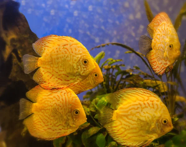 Disco de oro amarillo (Symphysodon discus ) — Foto de Stock