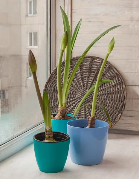 Hippeastrum in potten op het venster — Stockfoto