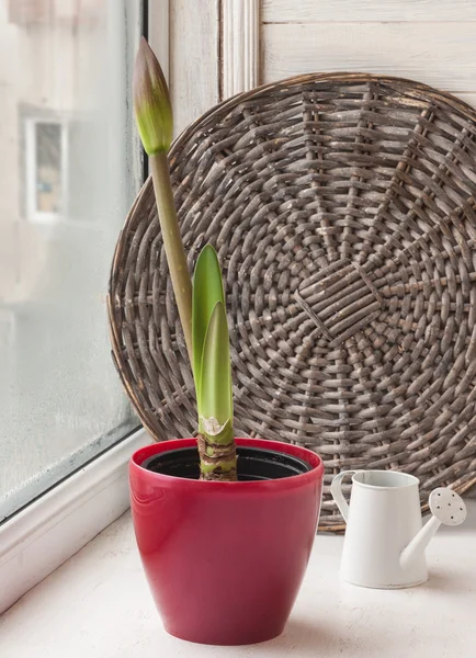 Bud Hippeastrum en una olla roja — Foto de Stock